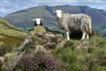 Sheep pose infront of Blencathra Royalty Free Stock Photo