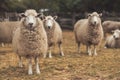 Sheep pose to the photo at New Zealand farm Royalty Free Stock Photo