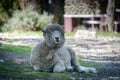 Sheep posing in Patagonia Argentina.