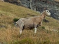 Sheep posing in profile on a hill during autumn. New Zealand