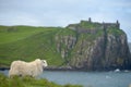 Sheep on promontory near Duntulm Castle on Skye