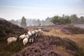 Sheep on purple blooming heather