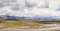 Sheep on the Qinghai-Tibet Plateau Royalty Free Stock Photo