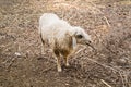 The sheep is a quadrupedal, ruminant mammals Royalty Free Stock Photo