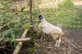The sheep is a quadrupedal, ruminant mammals Royalty Free Stock Photo