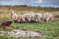 The sheep and ram near Yuzhno-Kurilsk city, Kunashir Island, Russia