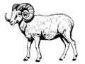 Sheep Ram farm side view hand drawn sketch Vector illustration Cattle Royalty Free Stock Photo