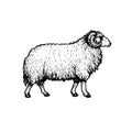 Sheep, ram, mutton sketch style, hand drawn illustration. Side view. Farm animal retro engraved style vecto