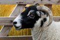 Sheep Ram head framed in pallet background with other sheep infill