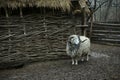 Sheep ram standing in the cattle pen, Ukrainian traditional rural homestead, reconstruction of 17 century