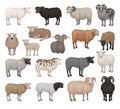 Sheep and rams of different breeds collection. Farm animals with woolly coat and curved horns. Livestock farming cartoon