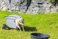 Sheep rams into feeding station, Hemsedal, Viken, Norway Royalty Free Stock Photo