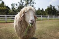 Sheep in ranch farm eating green grass leaves