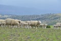 Sheep in Ranch