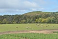 Sheep in Ranch nature prairie grassland