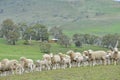 Sheep in Ranch New Zealand farm Royalty Free Stock Photo