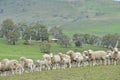 Sheep in Ranch New Zealand farm