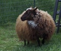 Sheep ready for sheering Royalty Free Stock Photo