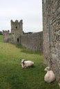 Sheep relax at Kells Priory Royalty Free Stock Photo