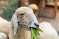 sheep relaxing and chewing the grass Royalty Free Stock Photo