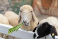 Sheep relaxing and chewing the grass Royalty Free Stock Photo