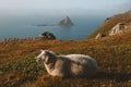 Sheep relaxing on mountain with sea landscape