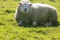 Sheep relaxing, Northumberland UK