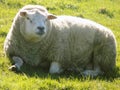 Sheep relaxing, Northumberland UK