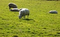 Sheep relaxing, Northumberland UK