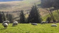 Sheep relaxing, Northumberland UK