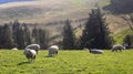 Sheep relaxing, Northumberland UK