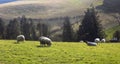 Sheep relaxing, Northumberland UK