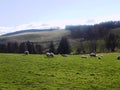 Sheep relaxing, Northumberland UK