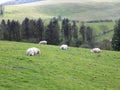 Sheep relaxing and sleeping, in Northumberland, England, Uk