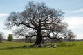 Sheep relaxing under the old oak tree. Royalty Free Stock Photo