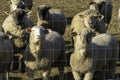 Sheep research on Ohio Farm