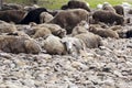 Sheep sleep on the river bank. Royalty Free Stock Photo
