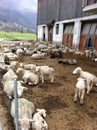 Sheep resting at a farm in Semione, Switzerland