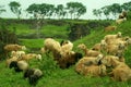Sheep resting on a green farmland