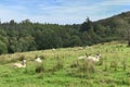 Sheep resting on hillside