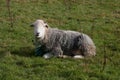 A sheep resting at Loweswater Lake in The Lake District in Cumbria in the UK Royalty Free Stock Photo