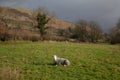 A sheep resting at Loweswater Lake in The Lake District in Cumbria in the UK Royalty Free Stock Photo