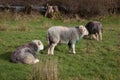 Sheep resting at Loweswater Lake in The Lake District in Cumbria in the UK Royalty Free Stock Photo