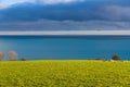 Sheep resting in a lush green sunny pasture above the sea Royalty Free Stock Photo