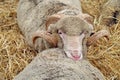 Sheep in straw. Soft cushion
