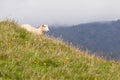 Sheep resting on rich fertile pasture hillside