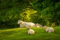 Sheep resting in the sunlight on top of Dovers Hill near Chipping Campden Royalty Free Stock Photo