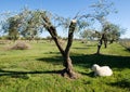 Sheep rests under a olive tree Royalty Free Stock Photo