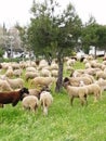 Sheep in the retamar park-Alhaurin de la Torre