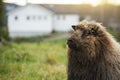 Sheep with a RFID transponder